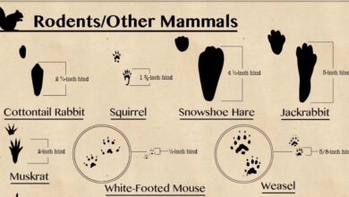 Animal Footprints Found in North America - CarbonTV Blog