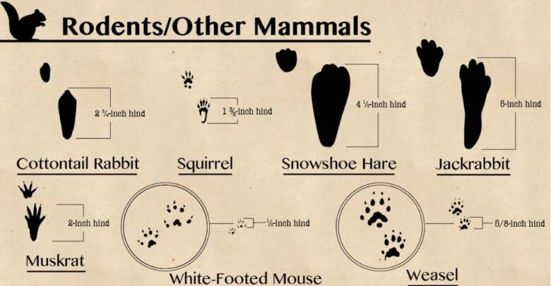 Animal Footprints Found in North America - CarbonTV Blog