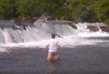 Photo of Video: Moron Tourist Perilously Walks Up To Bears On a Live Cam