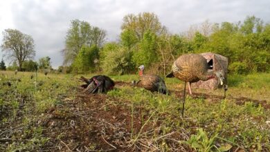 Photo of Video: Turkey Decapitation with a Muzzy M.O.R.E Broadhead Filmed From Multiple Angles