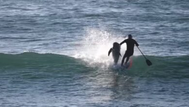 Photo of Video: Dolphin Smashes Into Very Unlucky Paddleboarder