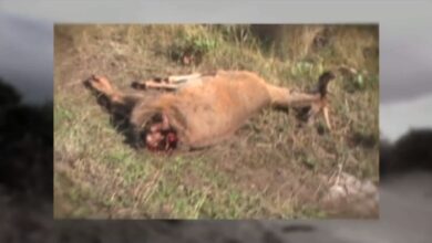 Photo of Video: Bear Steals Hunter’s Deer After He Arrows It