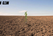 New Live CarbonTV Corn Cam - CarbonTV Blog