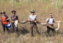 Photo of Biggest Ever Python Captured in Researches in the Florida Everglades