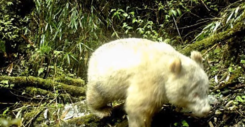 Rare Albino Giant Panda Spotted | CarbonTV Blog