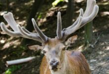 Explosive Antler Growth in Deer - CarbonTV