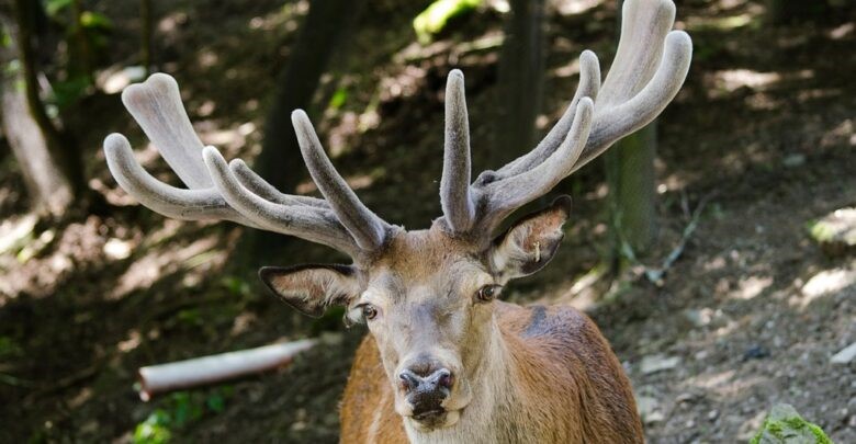 Explosive Antler Growth in Deer