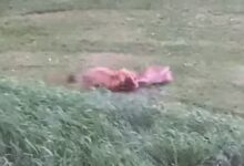 Photo of Video: Man Films Fox Taking Down Fawn in His Backyard