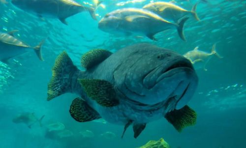 Video: World's Strongest Men VS. World's Strongest Fish (Goliath Grouper)