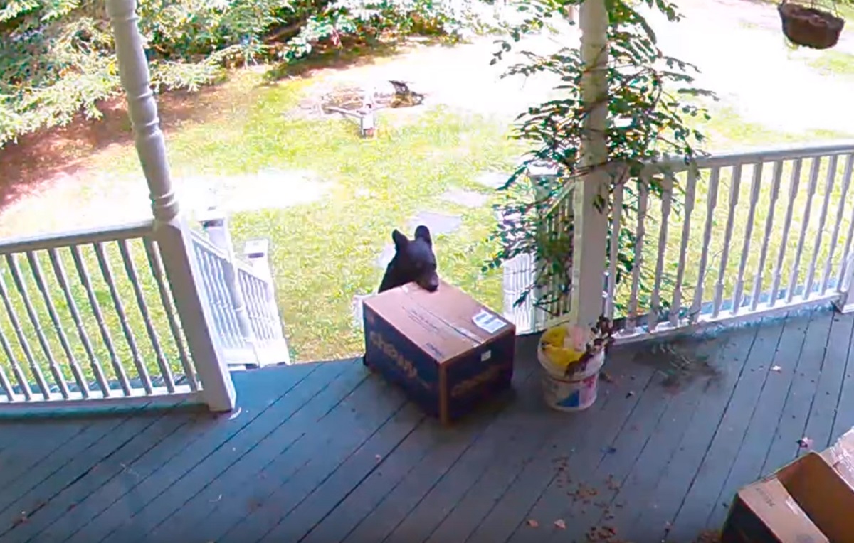 Video Bear Steals Package Off Front Porch CarbonTV