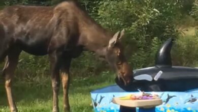 Photo of Video: Moose Crashes Pool Party and Helps Itself to Tacos