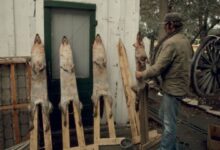 California Bans Fur Trapping and Shed Antler Sales - CarbonTV Blog