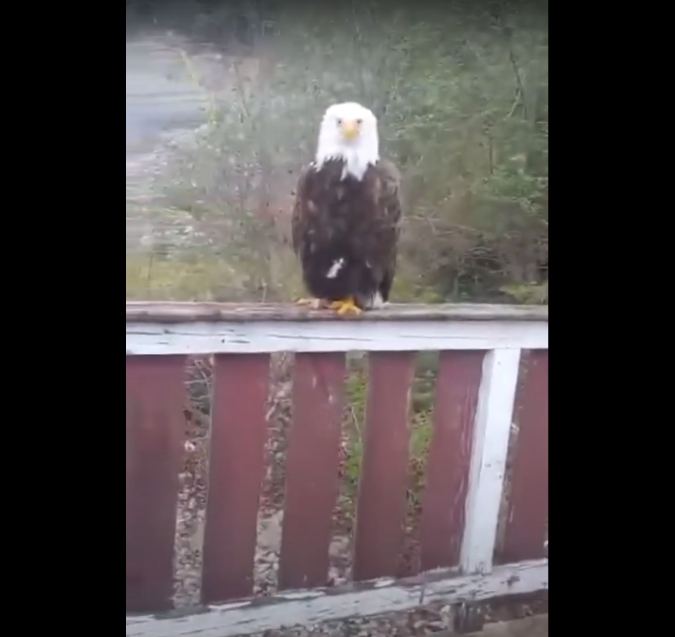 Bald Eagle Sings For His Supper - CarbonTV