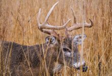 Photo of 5 Traditional Deer Hunting Tips That Work in 2020