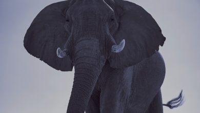 Photo of Zimbabwe selling hunting rights to shoot endangered elephants