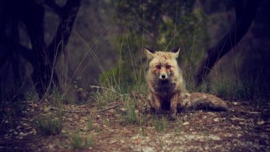 Photo of Alabama to allow night hunting of feral hogs, coyotes