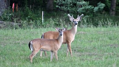 Deer