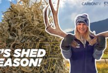 Shed Season - CarbonTV