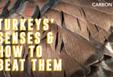 Turkeys' Senses and How To Beat Them