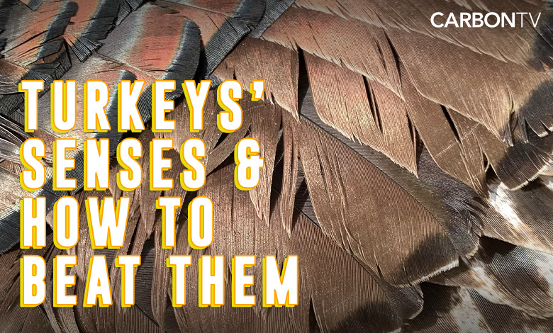 Turkeys' Senses and How To Beat Them