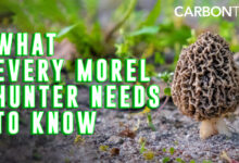 What Every Morel Hunter Needs To Know!