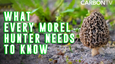 What Every Morel Hunter Needs To Know!