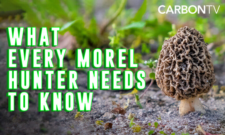 What Every Morel Hunter Needs To Know!