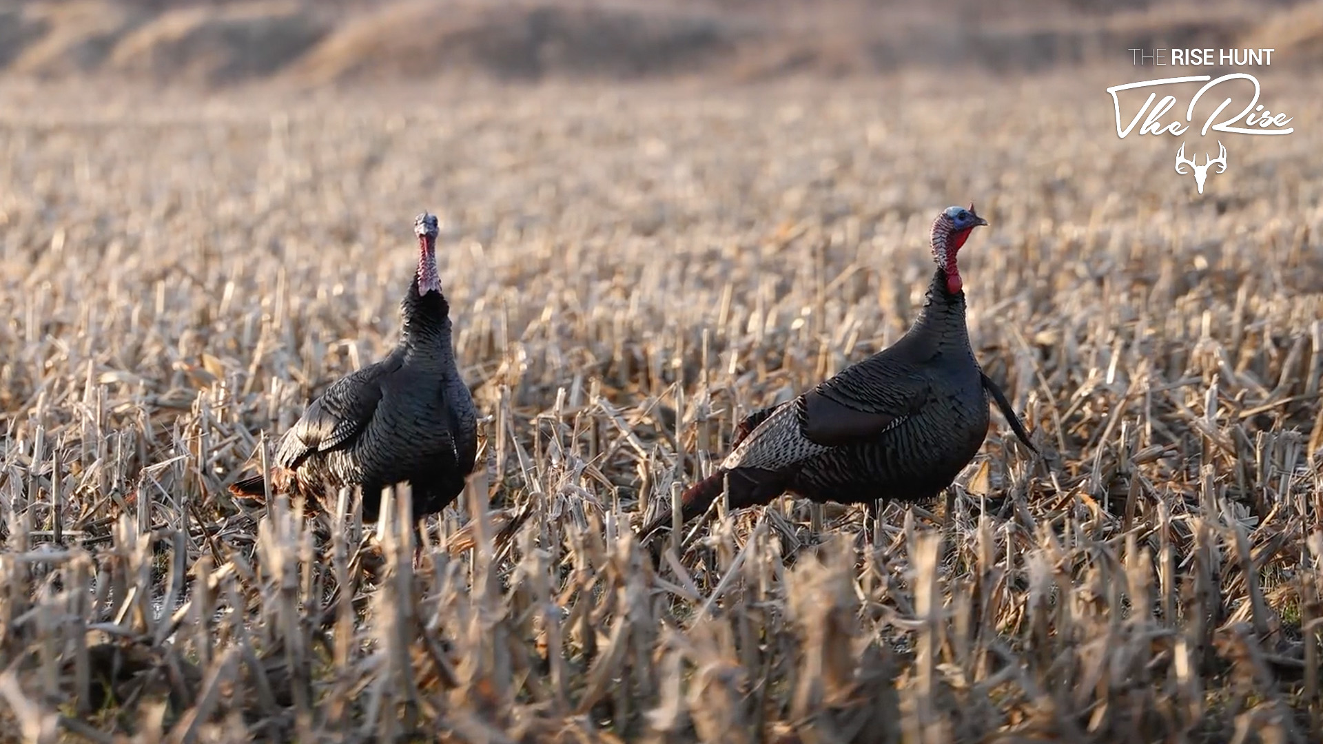 Turkey Hunting in Michigan CarbonTV