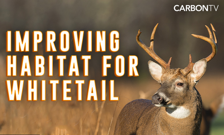 Improving Habitat For Whitetail