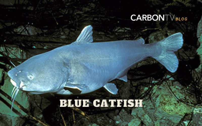 Blue Catfish - CarbonTV Blog