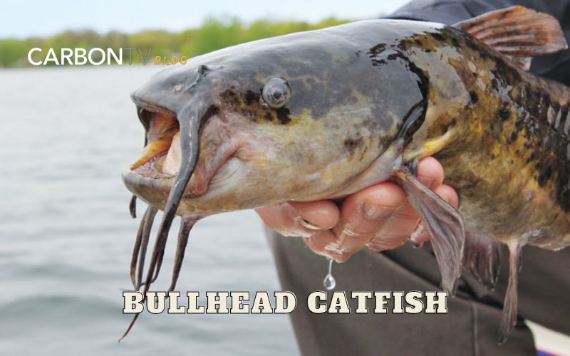 Bullhead Catfish - CarbonTV Blog