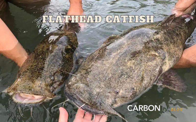 Flathead Catfish - CarbonTV Blog