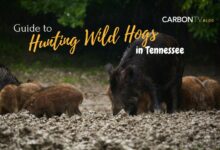 Hunting Wild Hogs in Tennessee - CarbonTV Blog