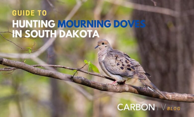 Hunting Mourning Doves in South Dakota - CarbonTV Blog