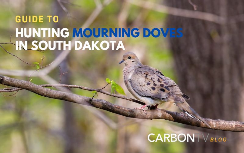 Hunting Mourning Doves in South Dakota CarbonTV Blog