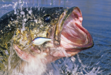 jerkbait vs crankbait
