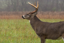 deer in rain featured