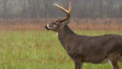 deer in rain featured