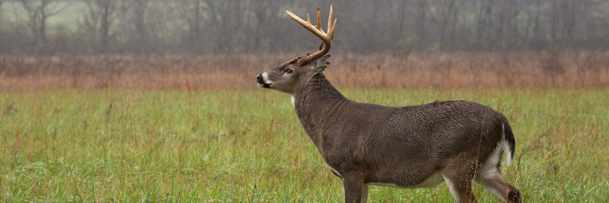 Do Deer Move in the Rain? Pro Hunting Tips [Expert Guide]