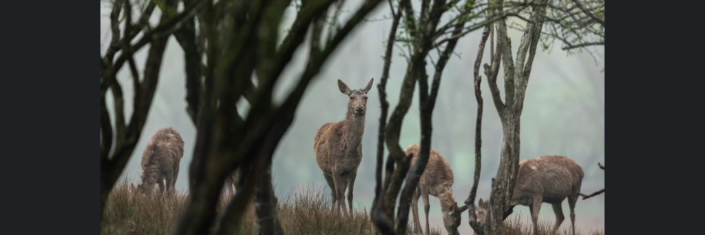 Do Deer Move in the Rain? Pro Hunting Tips [Expert Guide]