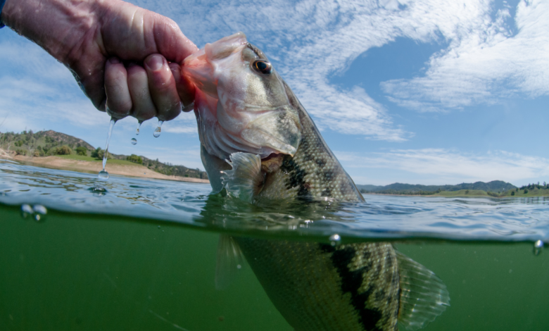 3 Baits for Prespawn Bass Fishing: Tips & Techniques – Motion Fishing  Company