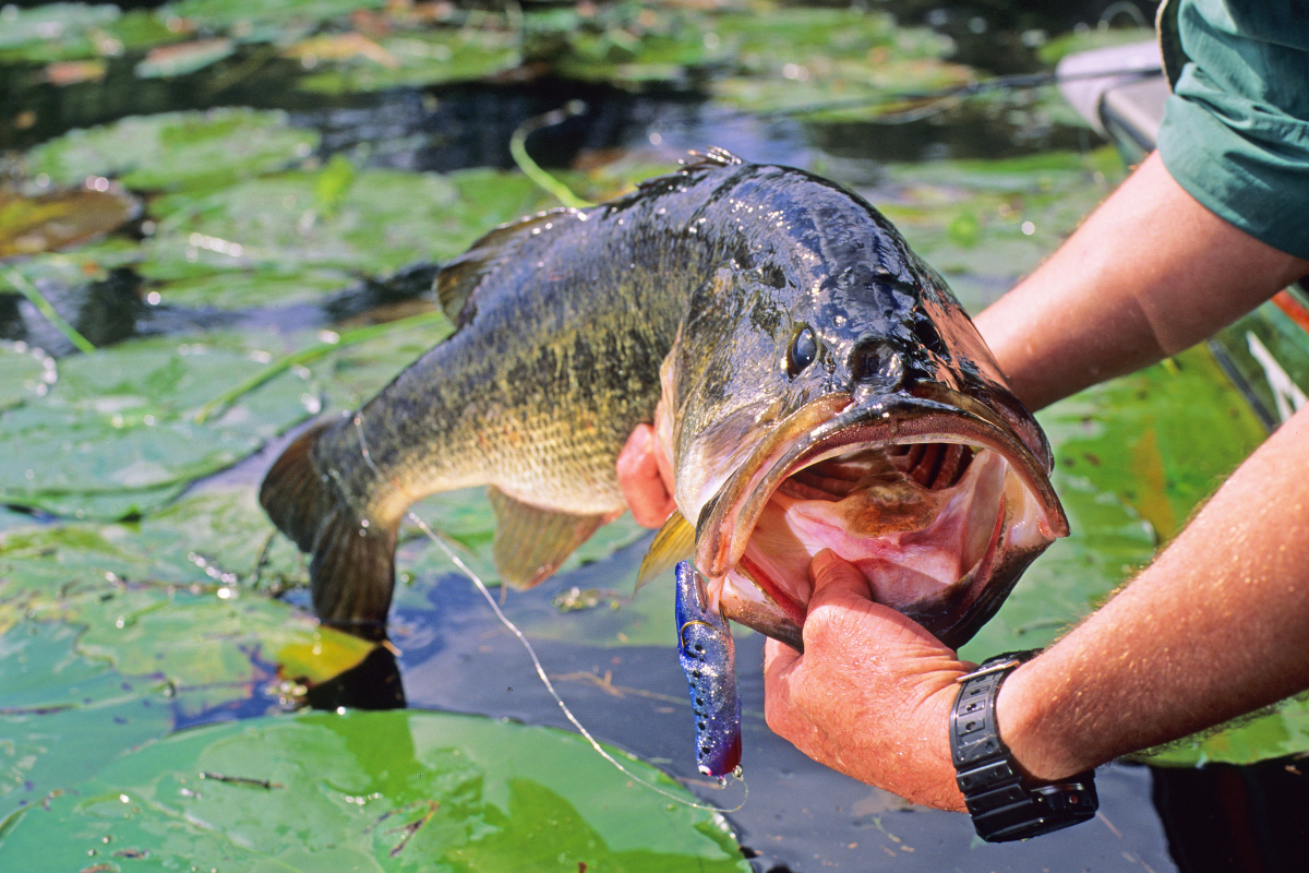 8 Best Prespawn Bass Lures for Early Season Fishing - CarbonTV