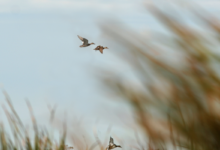 duck decoy spreads featured