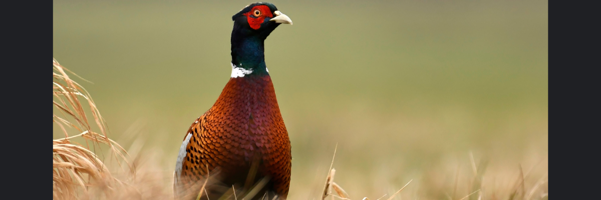 pheasant hunting tips