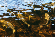 prespawn bass fishing