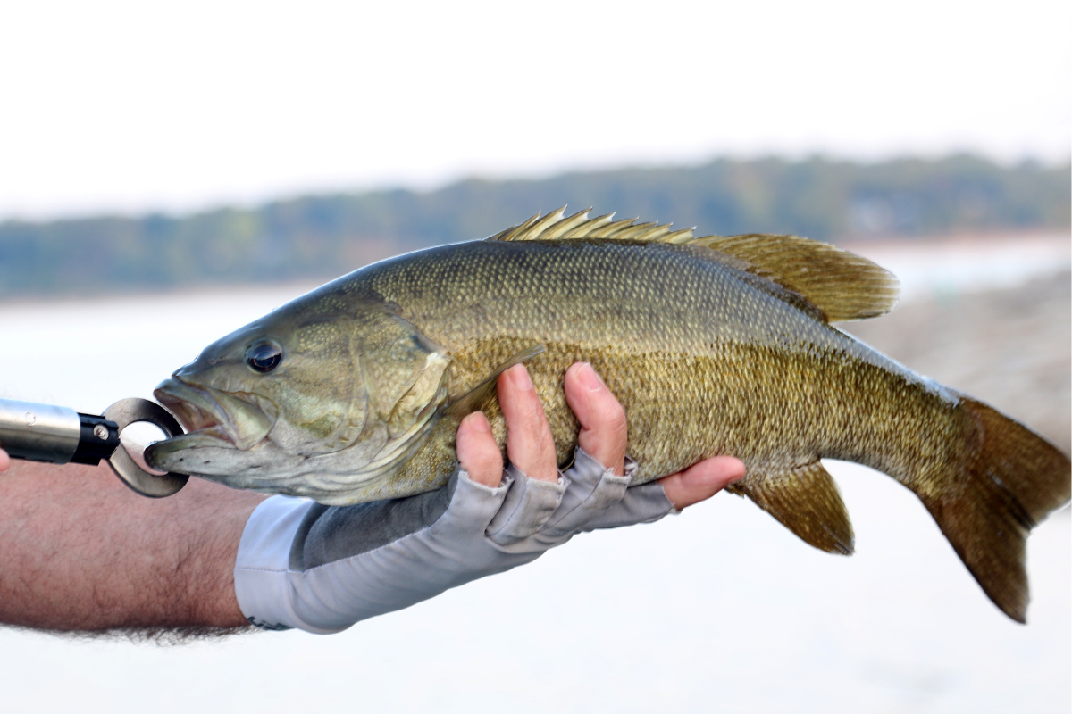 The Guide to Bass Fishing Lake Erie From an Expert Bass Angler