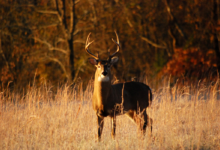 .357 for deer hunting