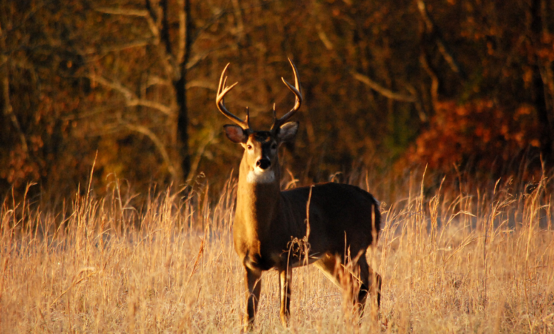 .357 for deer hunting