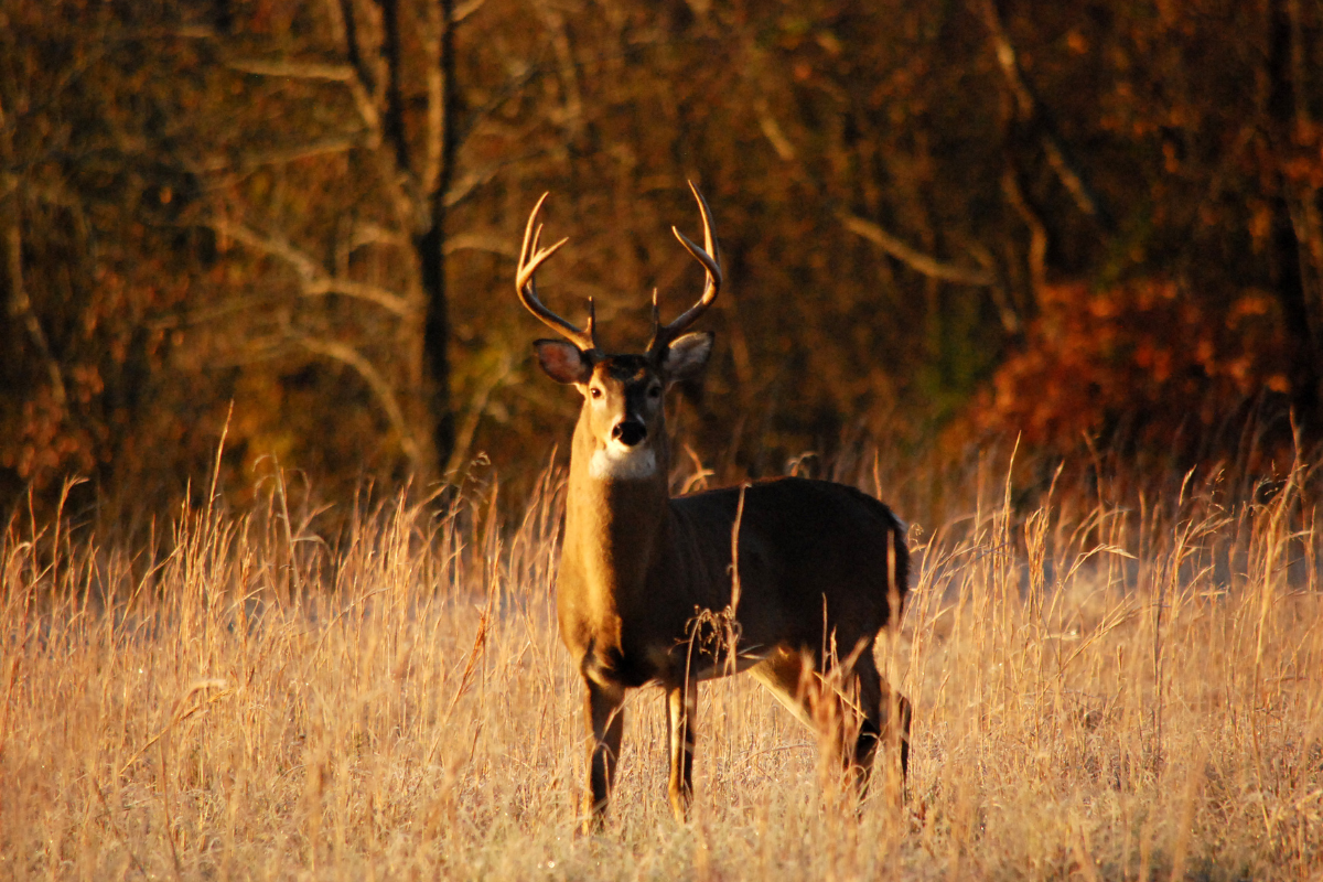 .357 Deer Hunting: Is The .357 Enough to Take Down Whitetails?