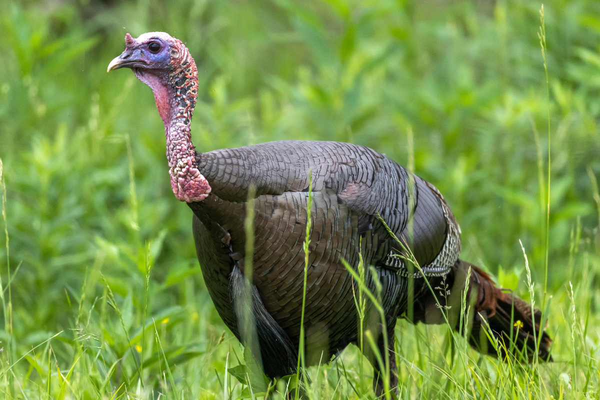 Learn The Basics of Roosting a Turkey [Expert Guide]